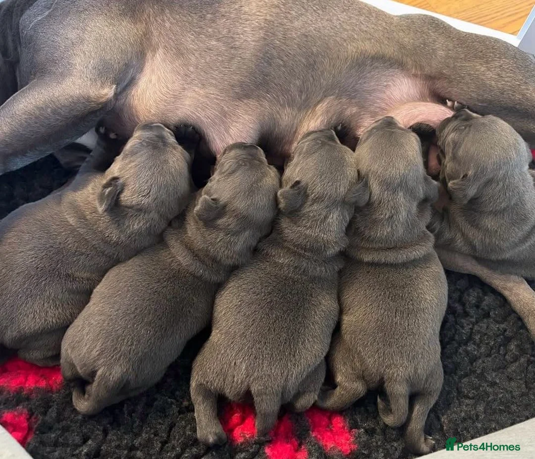 Staffordshire Bull Terrier dogs for sale: Blue Staffordshire bull terrier puppies  - Advert 13