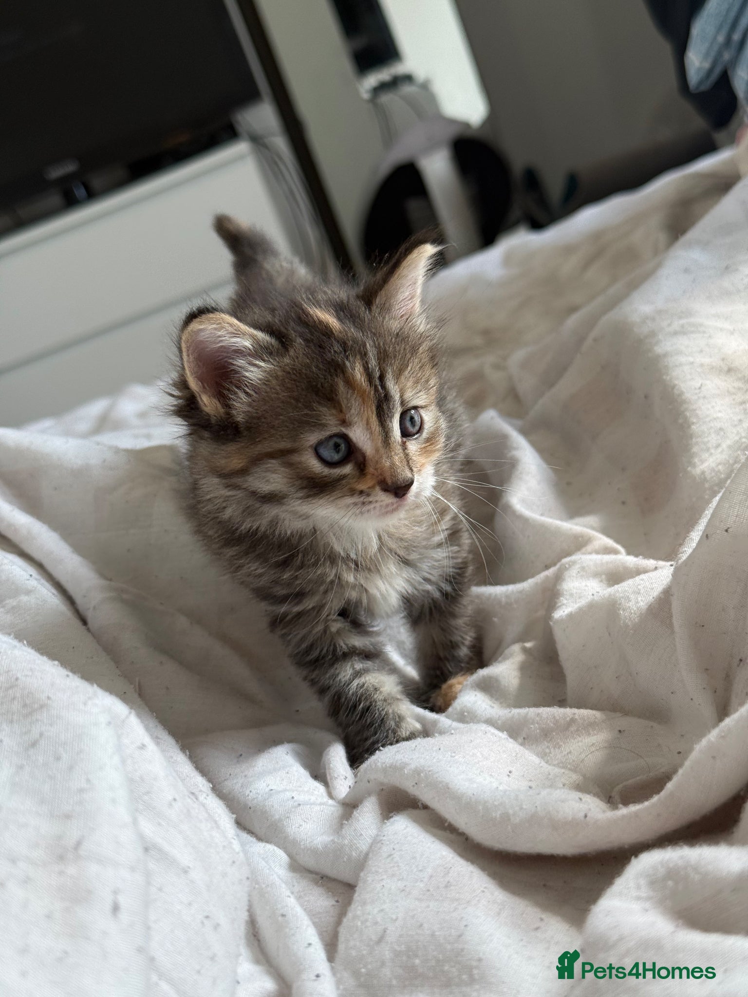 Mixed Breed cats Kittens  - Advert 1