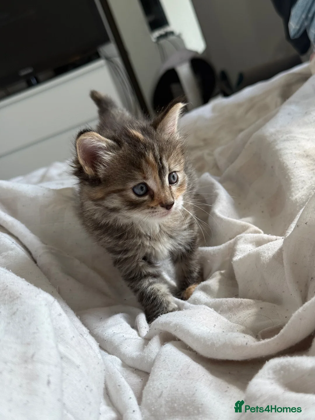 Mixed Breed cats for sale: Kittens  - Advert 1