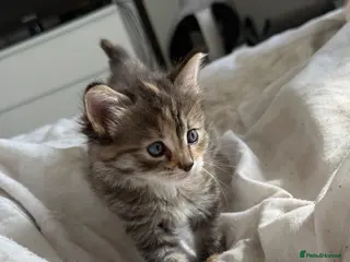 Mixed Breed cats Kittens - Advert 1