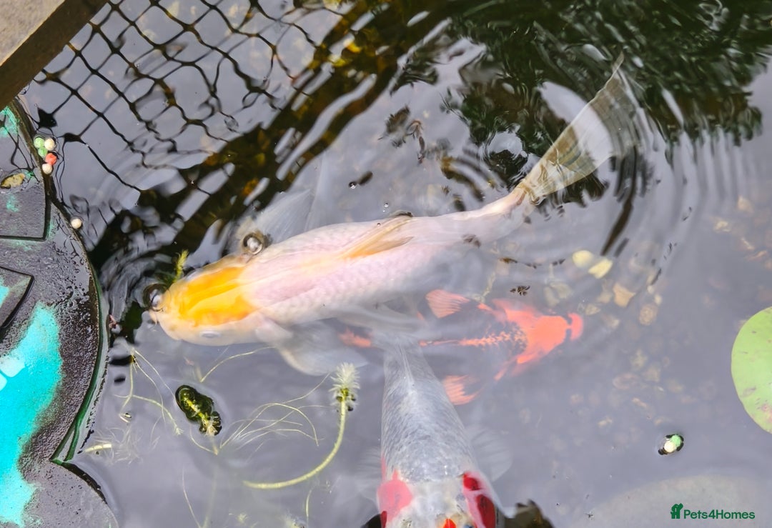 Koi Carp fish for sale: Selection of Koi Carp - Image 4