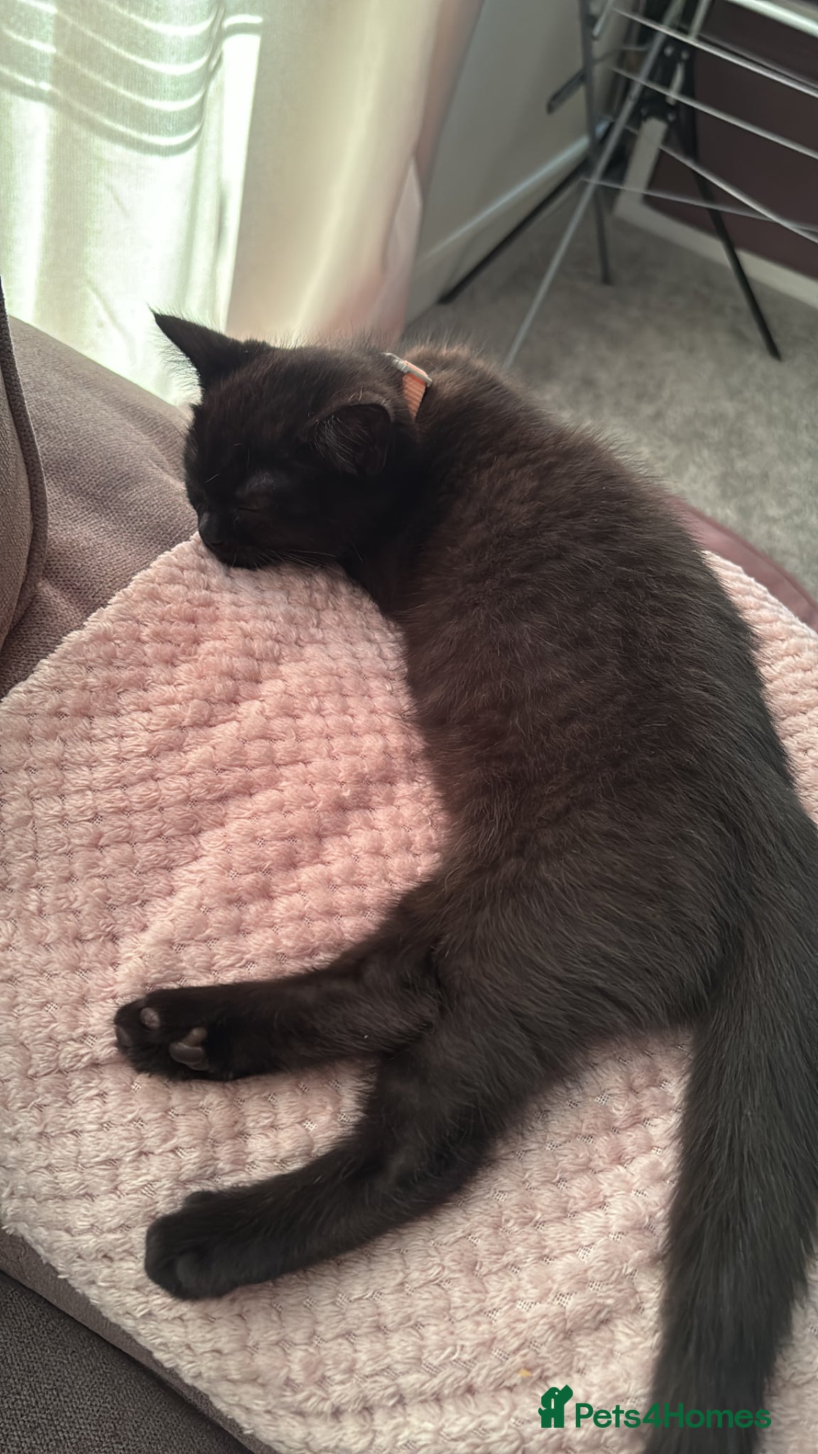 Ragdoll cats for sale: 14 weeks old female half ragdoll Kitten  in Sheffield - Advert 1