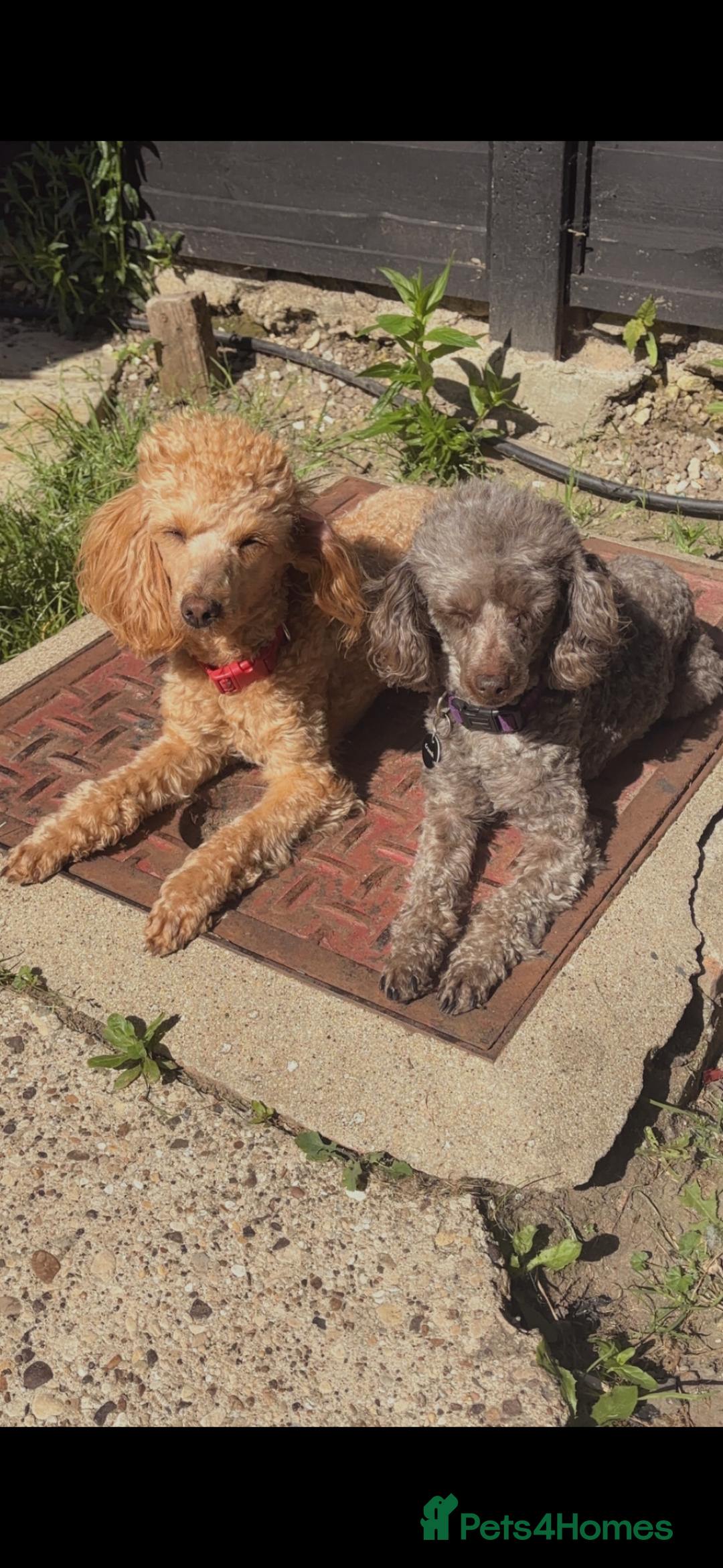 Toy Poodle dogs for sale: Toy puddles  - Advert 12