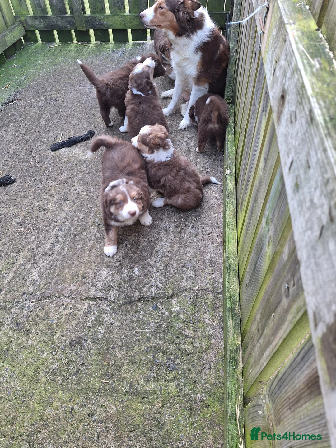 Border Collie dogs for sale: Border Collie puppies - Advert 1