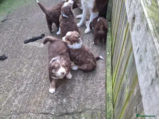 Border Collie dogs Border Collie puppies - Advert 15