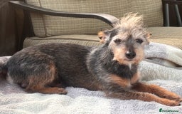 Mixed Breed dogs for sale: Jackawawa puppies  - Image 7