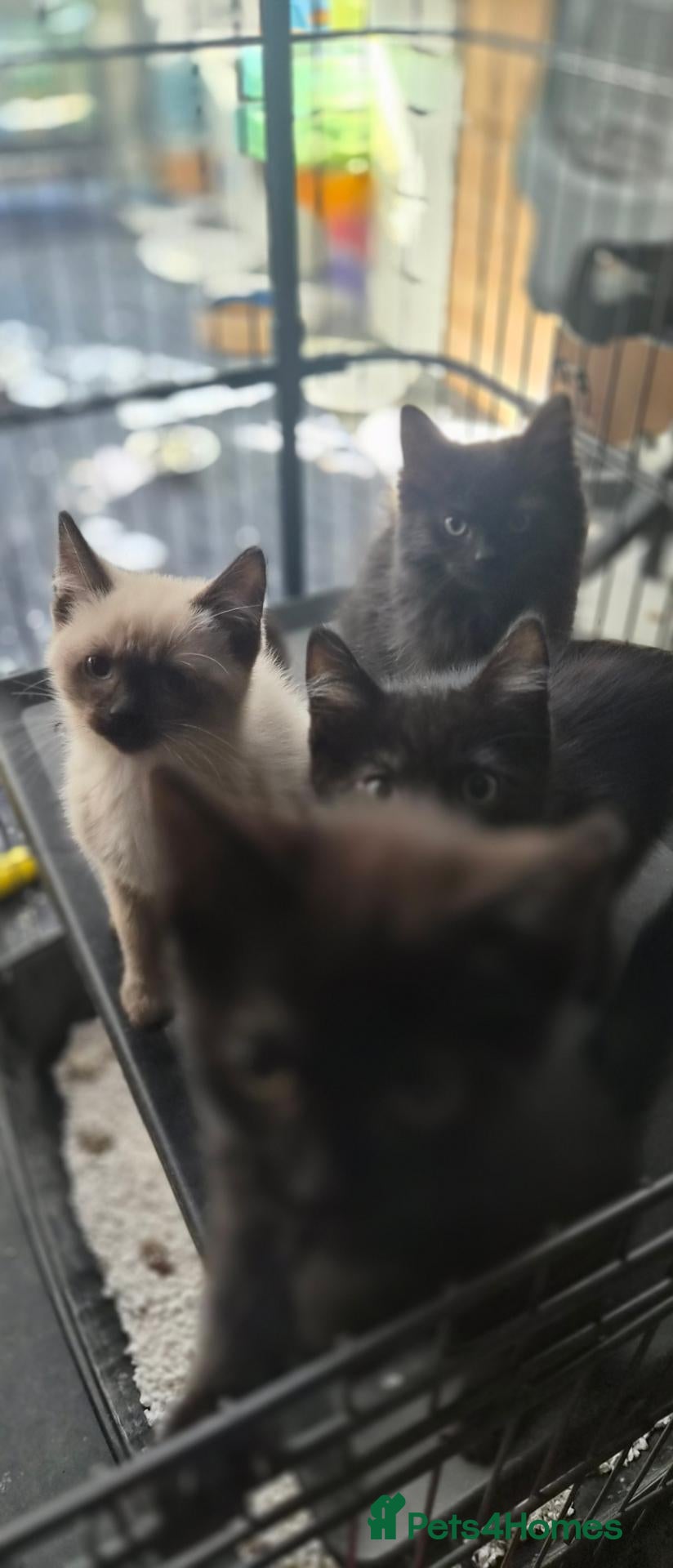 Ragdoll cats Ragdoll X Norwegian Forest - Advert 4