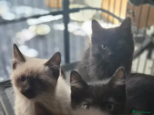 Ragdoll cats Ragdoll X Norwegian Forest - Advert 6