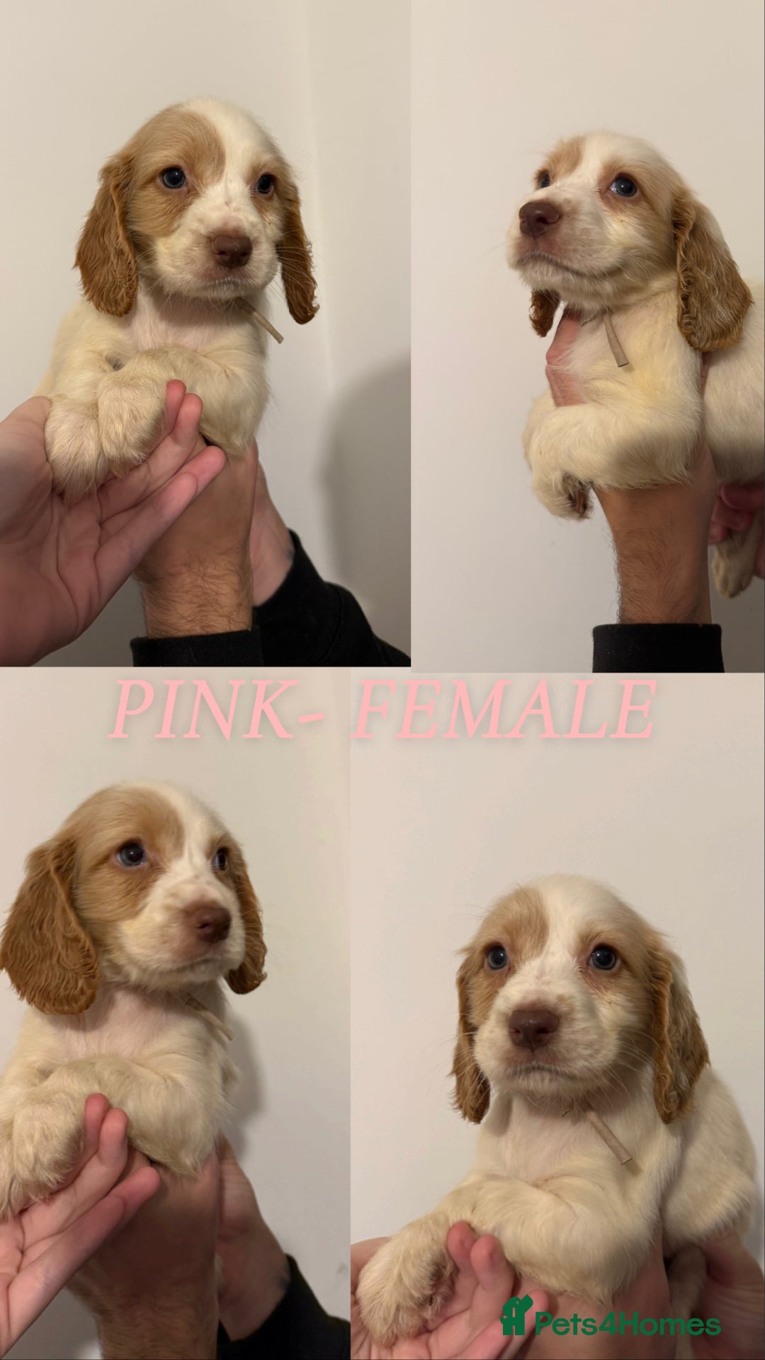 Sprocker dogs for sale: Sprocker puppies ready next week !  - Image 8