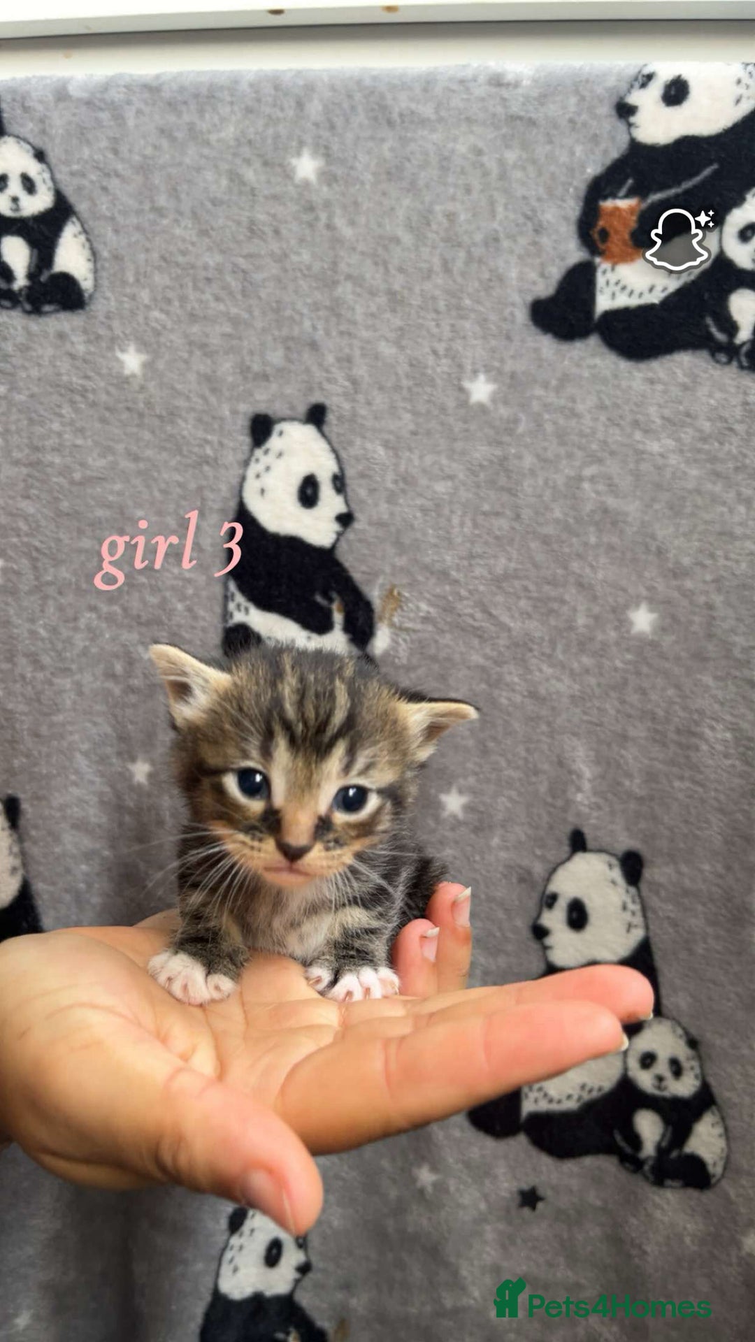 Mixed Breed cats for sale: Mainecoon mixed kittens.  - Image 5