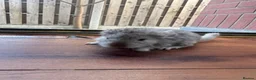 Chinchilla rodents for sale: Baby chinchillas  - Advert 4