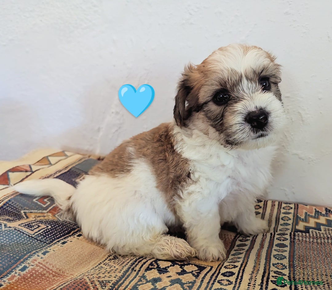 Cavachon dogs for sale: Cavachon Puppies - excellent example!  - Image 5