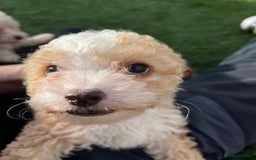 Cavapoo dogs for sale: Beautiful cavapoo puppies  - Image 11
