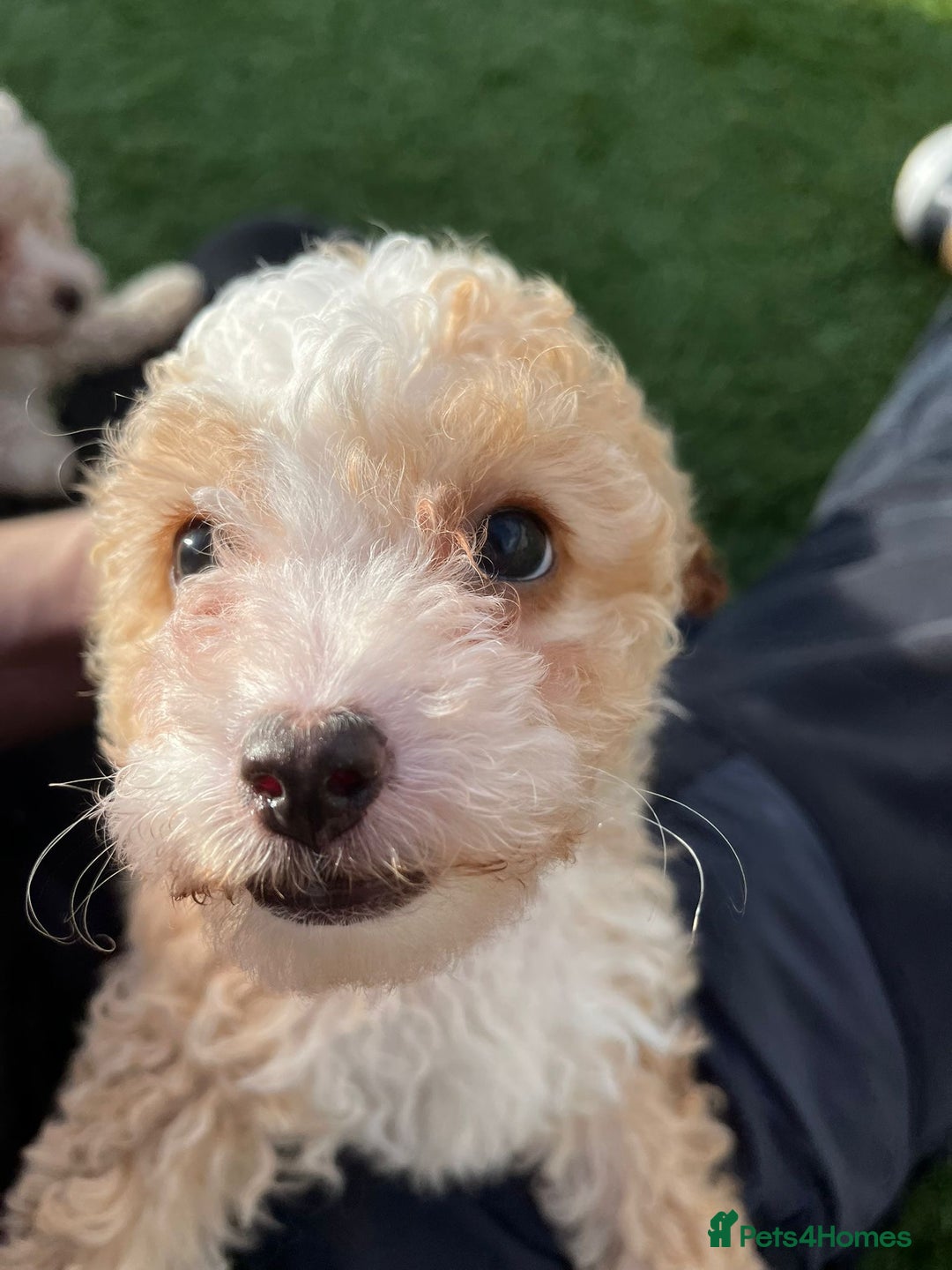 Cavapoo dogs for sale: Beautiful cavapoo puppies  - Image 11