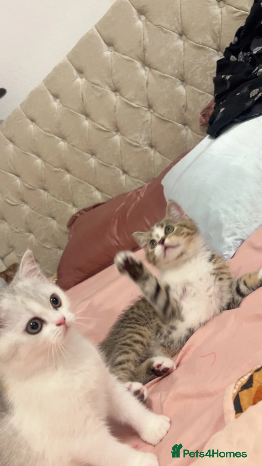 British Shorthair cats for sale: British short hair kitten🥰❤️ - Advert 2