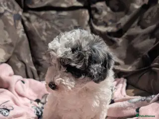 Miniature Poodle dogs Last two boys available - Advert 2