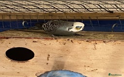 Budgerigars birds for sale: Reserved 2 pairs of budgies (please read full) - Image 16