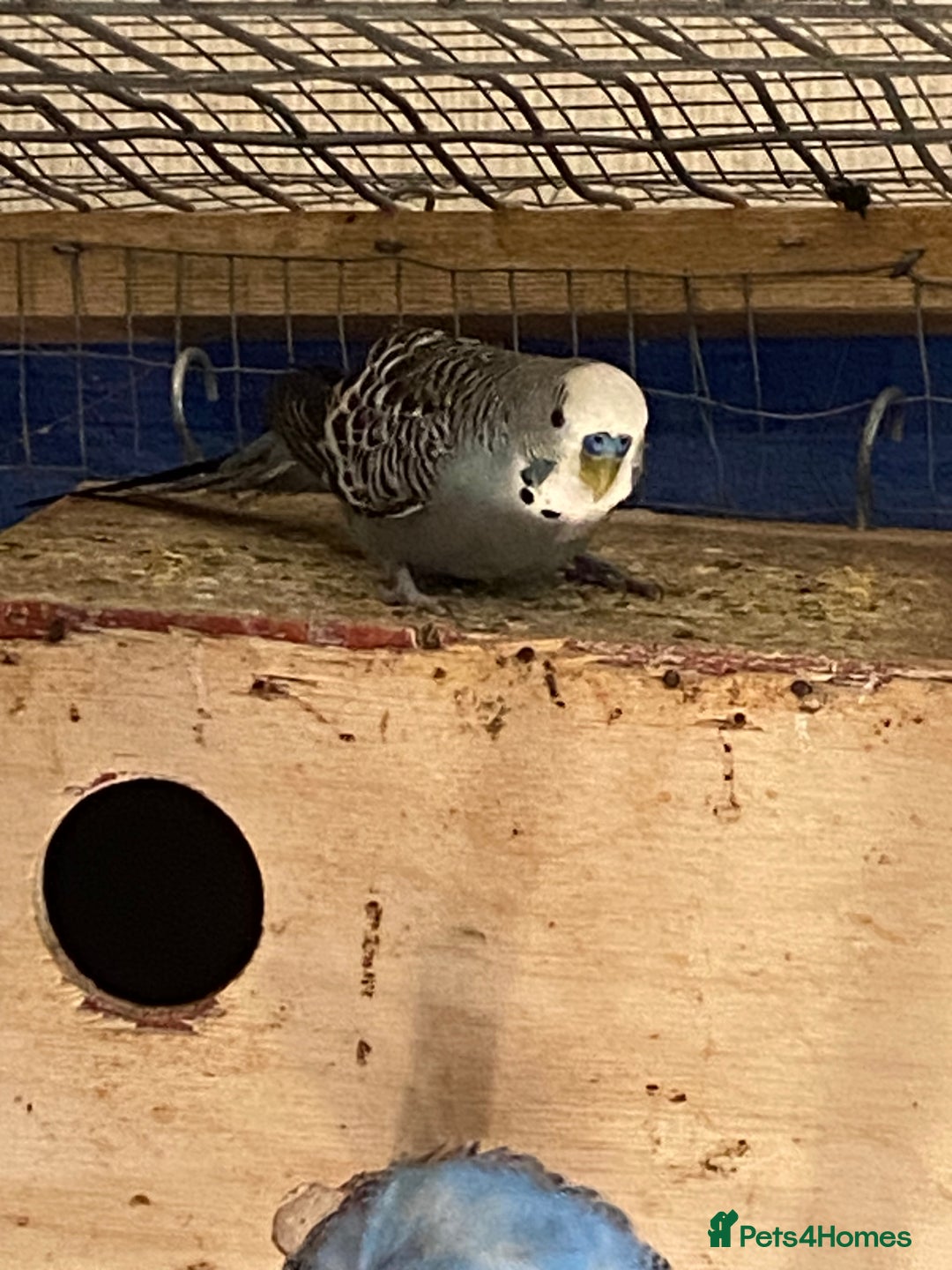Budgerigars birds for sale: Reserved 2 pairs of budgies (please read full) - Image 16