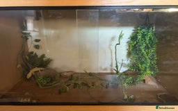 Leopard Gecko reptiles for sale: Leopard Gecko - Image 4