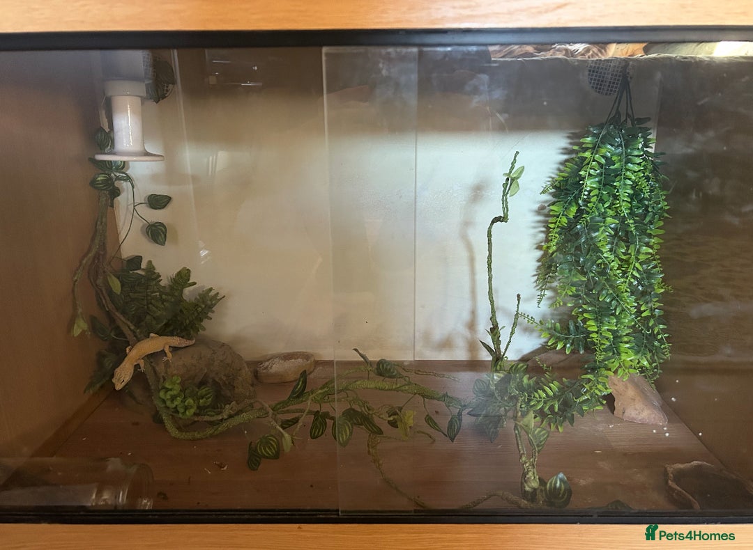 Leopard Gecko reptiles for sale: Leopard Gecko - Image 4