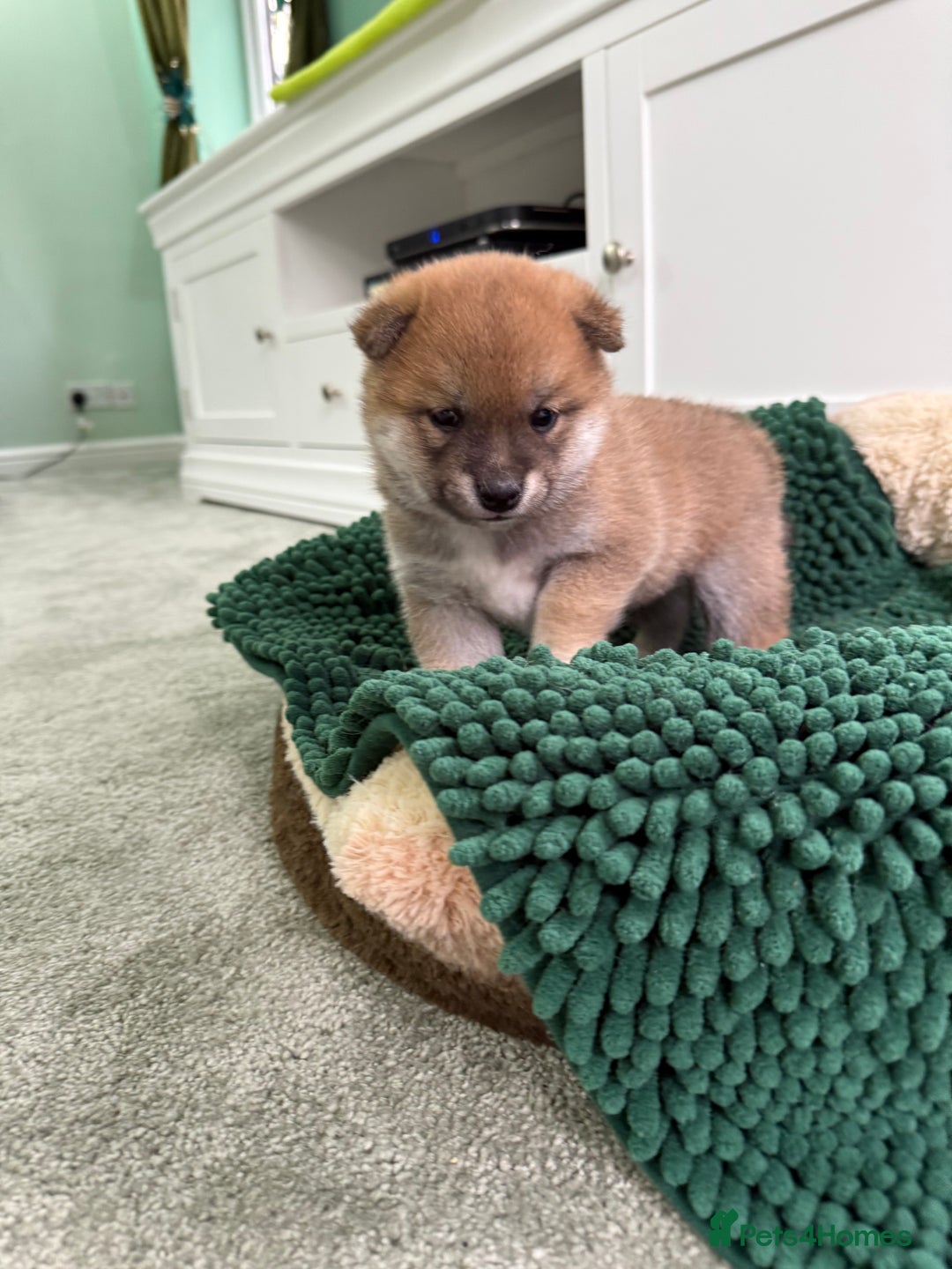 Japanese Shiba Inu dogs for sale: Bonny babies - Advert 2