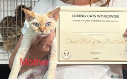 Devon Rex cats for sale: GCCF Devon Rex kittens - Image 11