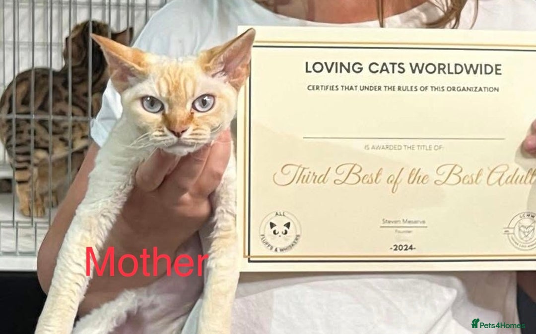 Devon Rex cats for sale: GCCF Devon Rex kittens - Image 11