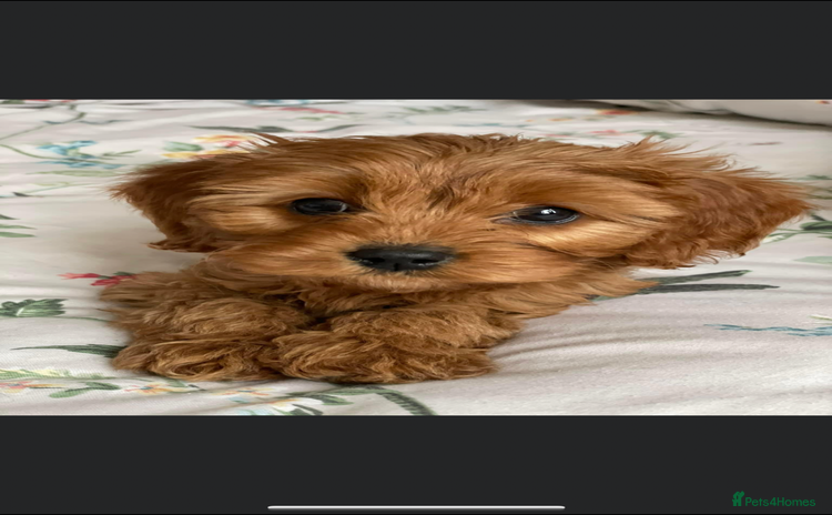 Cavapoo dogs - Advert 9