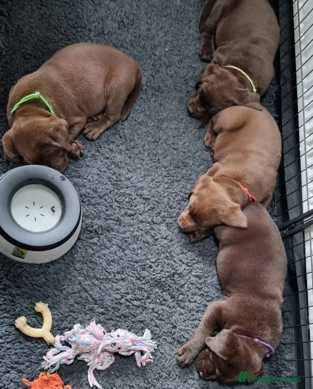Labrador Retriever dogs for stud: Proven KC Chocolate Labrador for stud.NOT FOR SALE in Faversham - Advert 2