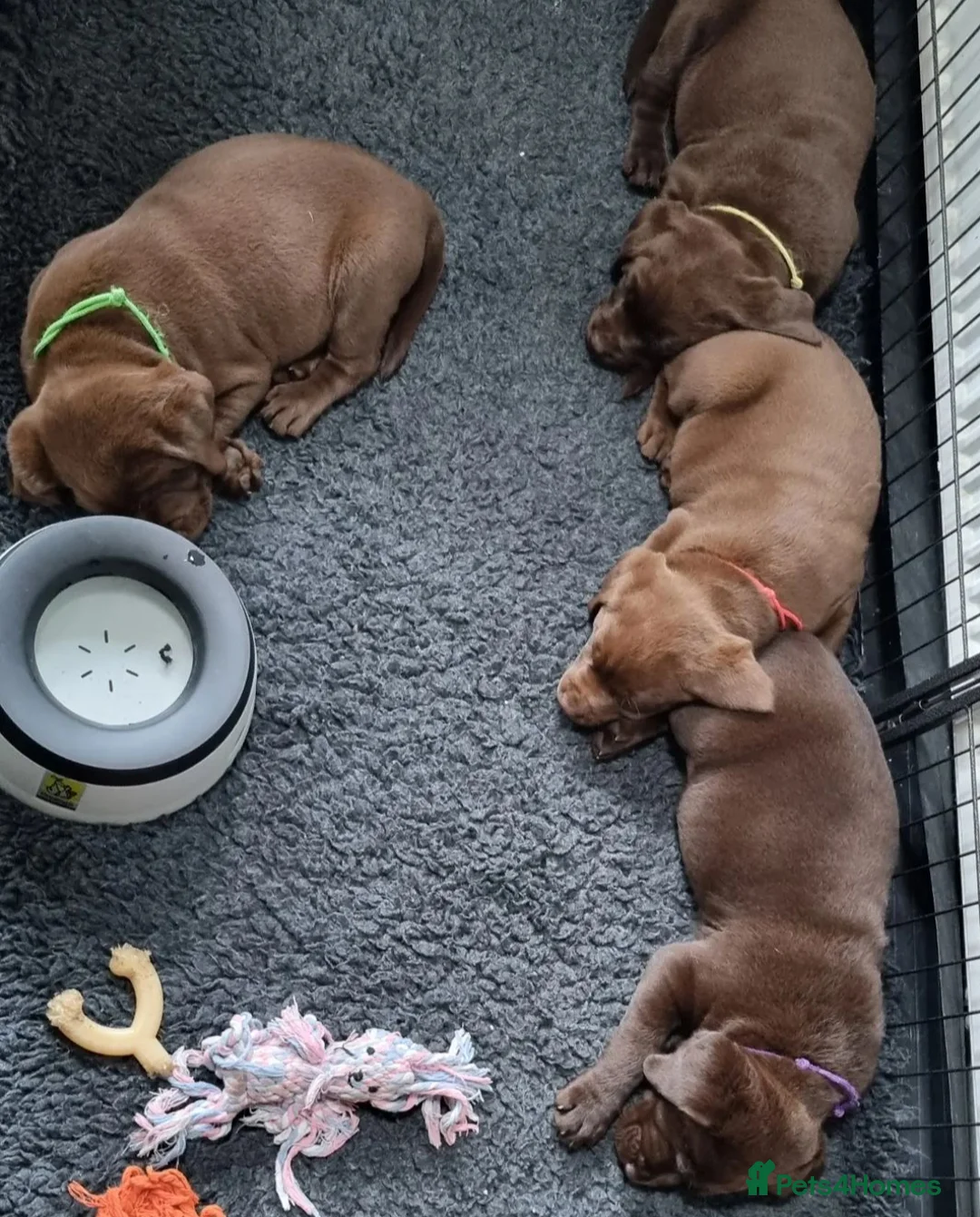 Labrador Retriever dogs for stud: Proven KC Chocolate Labrador for stud.NOT FOR SALE in Faversham - Advert 2