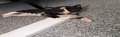 Domestic Shorthair 1