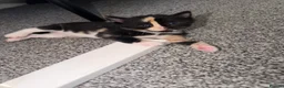 Domestic Shorthair cats for sale: 5 beautiful domestic shorthair kittens  - Advert 4