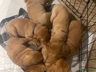 Labrador Retriever dogs - Advert 18