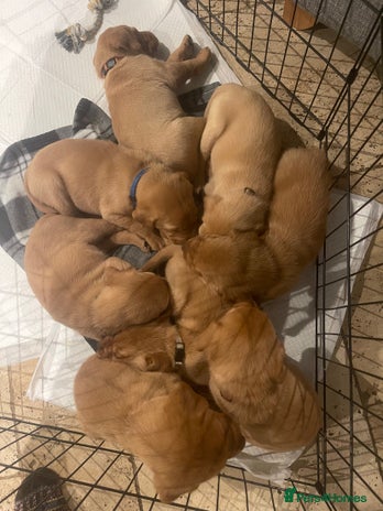 Labrador Retriever dogs - Advert 15