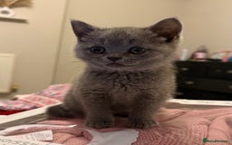 British Shorthair cats for sale: Beautiful British Shorthairs  - Image 5