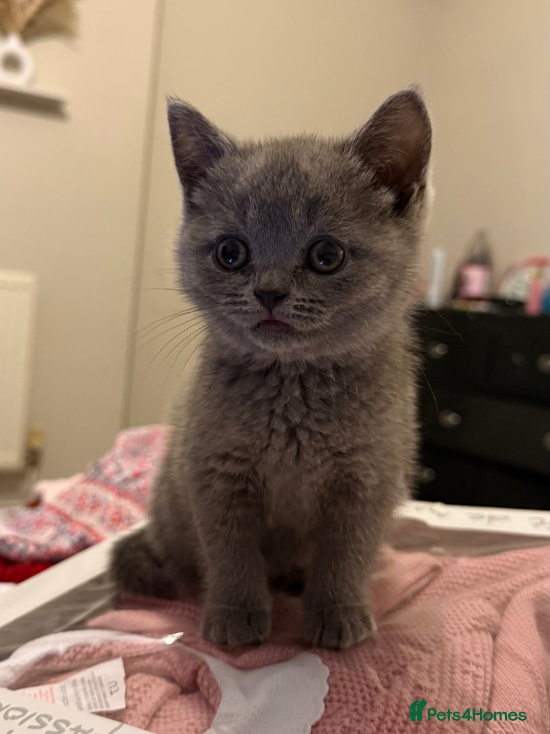British Shorthair cats for sale: Beautiful British Shorthairs  - Image 5