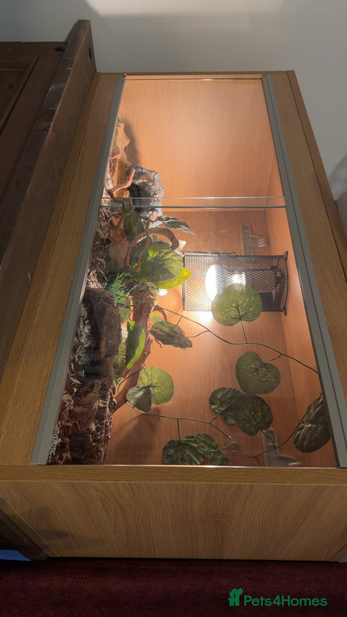 Corn Snake reptiles reptile viv (comes with everything) - Advert 3