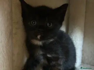 Mixed Breed cats 5 beautiful tri coloured kittens - Advert 17