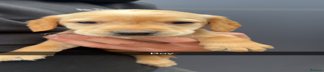 Cockerdor Puppy 5
