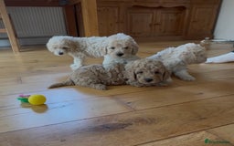 Poochon dogs for sale: Tiny farm bred teddy bear bundles of fun !  - Image 18