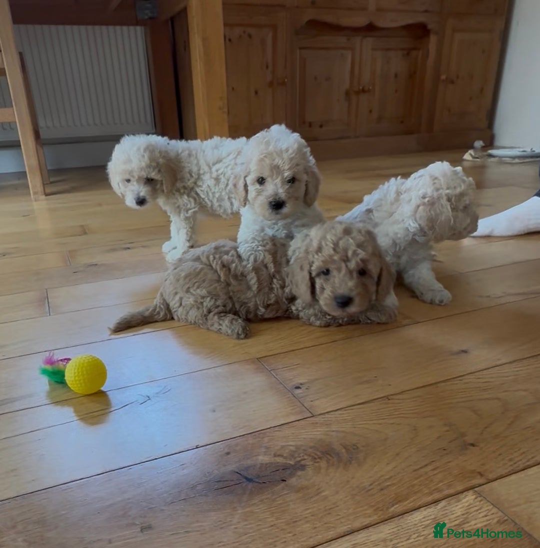 Poochon dogs for sale: Tiny farm bred teddy bear bundles of fun !  - Image 18