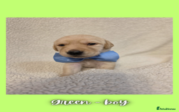 Goldador dogs for sale: Goldador puppies - Image 10