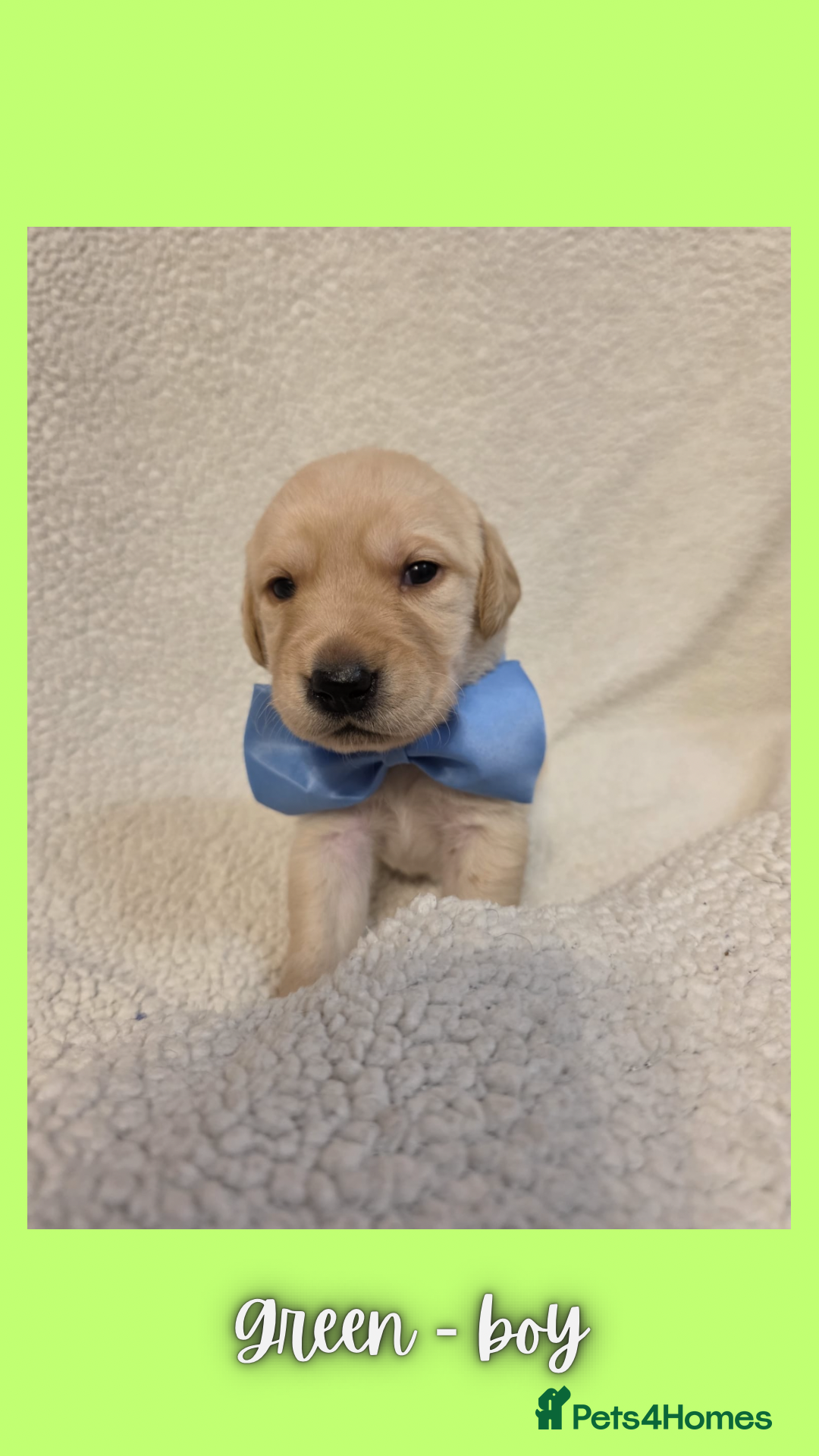 Goldador dogs for sale: Goldador puppies - Image 10