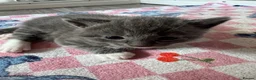 Mixed Breed cats for sale: Beautiful half Maine coon ginger and grey kittens  - Advert 38