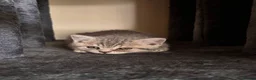 British Shorthair cats for sale: Pedigree TICA British Shorthair kittens  - Advert 11