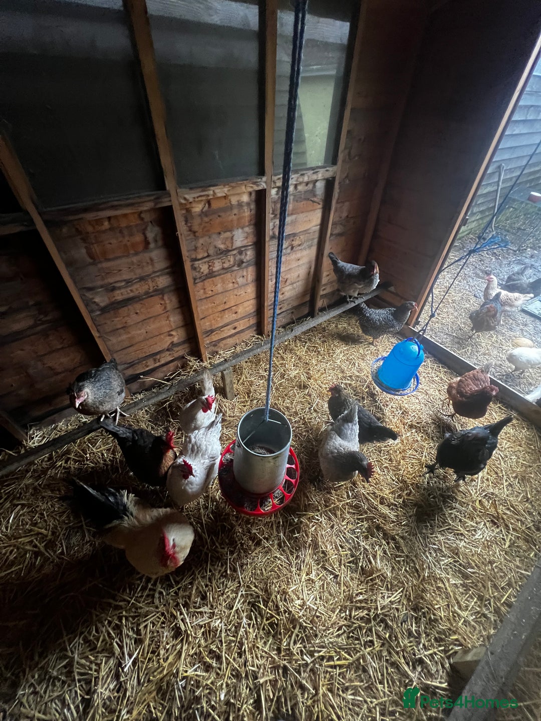 Chickens poultry for sale: 19 chickens  - Advert 3