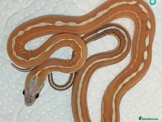 Corn Snake reptiles Scaleless Cornsnakes - Advert 3