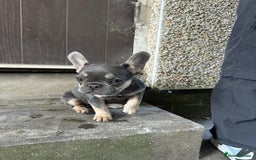 French Bulldog dogs for sale: Miniature French bulldog  - Image 6