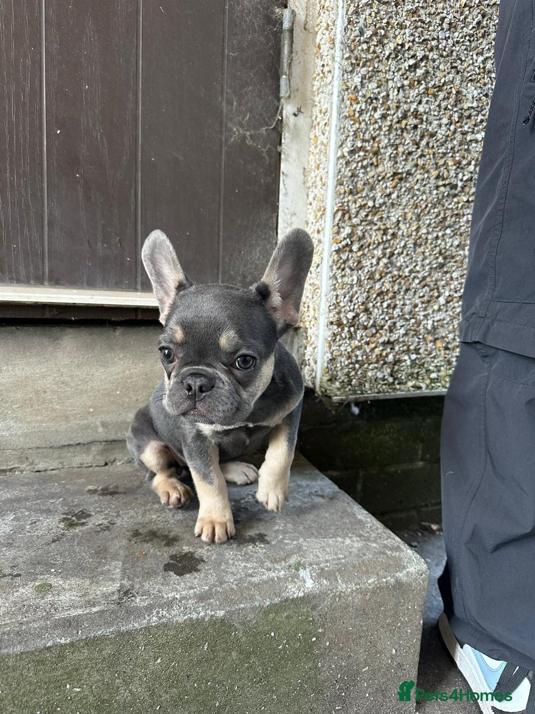 French Bulldog dogs for sale: Miniature French bulldog  - Image 6