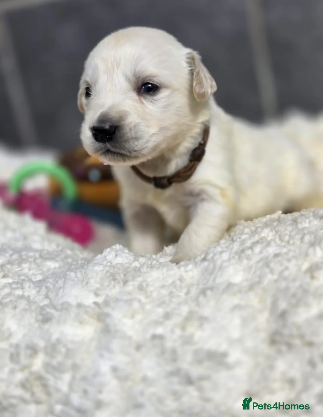 Golden Retriever dogs for sale: Beautiful kc golden retriever pups - Advert 24